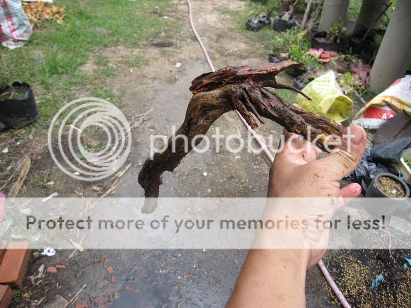photo IMG_5464_zpsgu3ry2d5.jpg