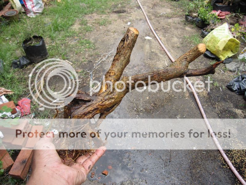 photo IMG_5465_zpsthodldir.jpg