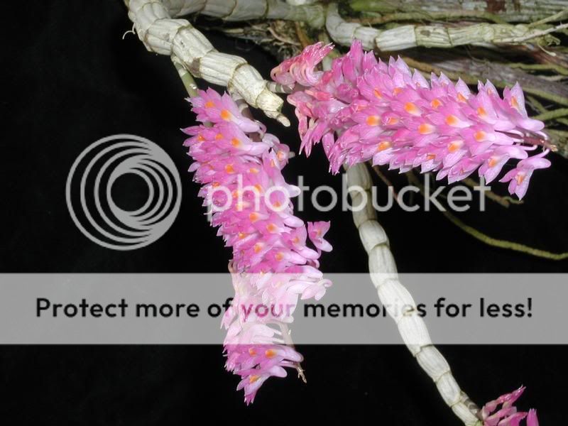 lan-baacuteo-h1EF7-Dendrobium_secundum_zps35cba30e.jpg