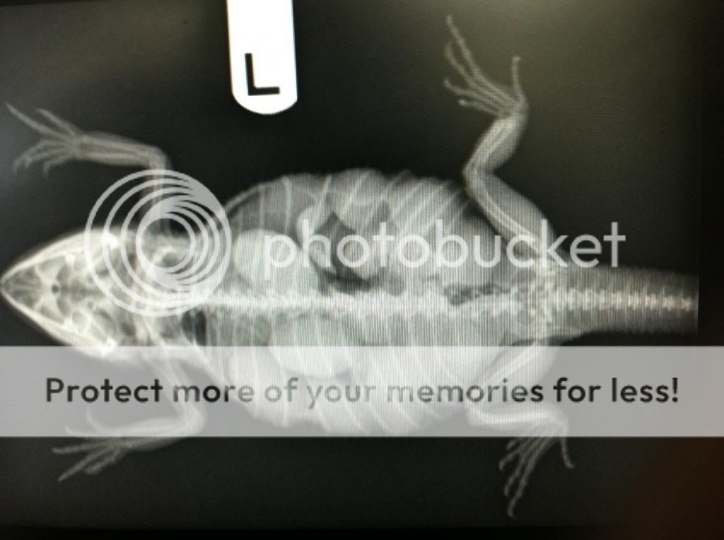 Spay Surgery for Copper Dragon • Bearded Dragon . org